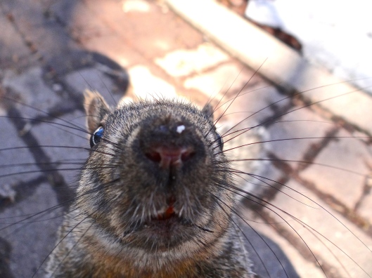 This cheeky chap checked out the Sony. Nose smudges on lenses - not good