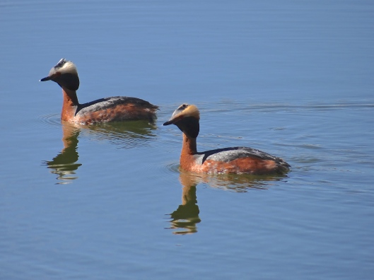 Lovely weather for Grebes