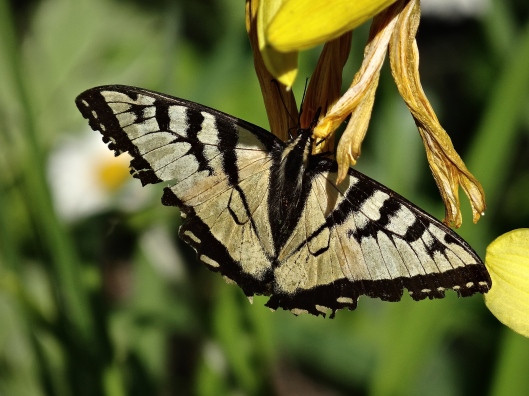 Canadian Tiger Swallowtail on Day Lily