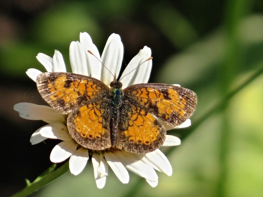 Northern or Pearl Crescent on White Aster