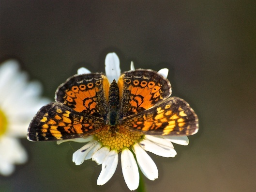 Northern or Pearl Crescent