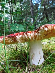 This toadstool was obviously tasty for some critter.  