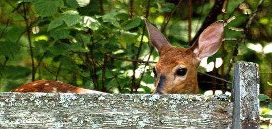 This fawn looked so cute peaking over the top of an old pew