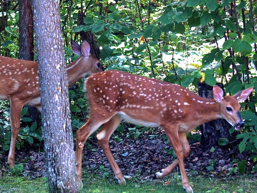 Getting braver, the fawns ventured into the yard