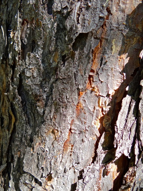 Hey Woody, this is tree bark  - give it a try.
