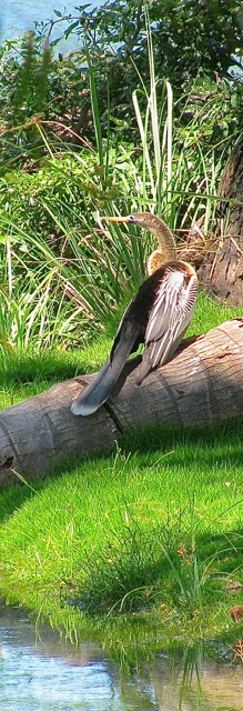 Here is an Anhinga sitting a favourite log, watching for fish