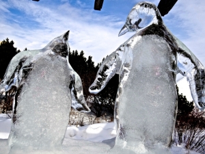 penguins close up